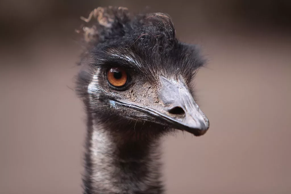 brown ostrich in close up photography